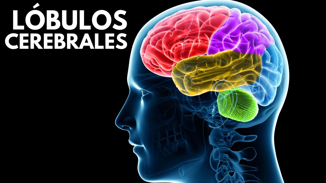 regiones del cerebro y sus funciones