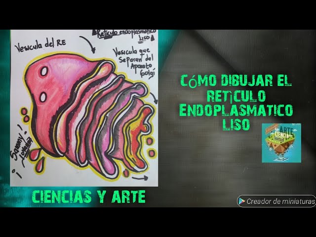 reticulo endoplasmatico liso para dibujar