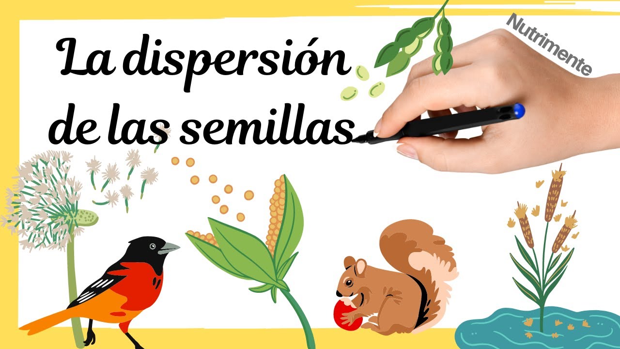 significado de dispersión de semillas
