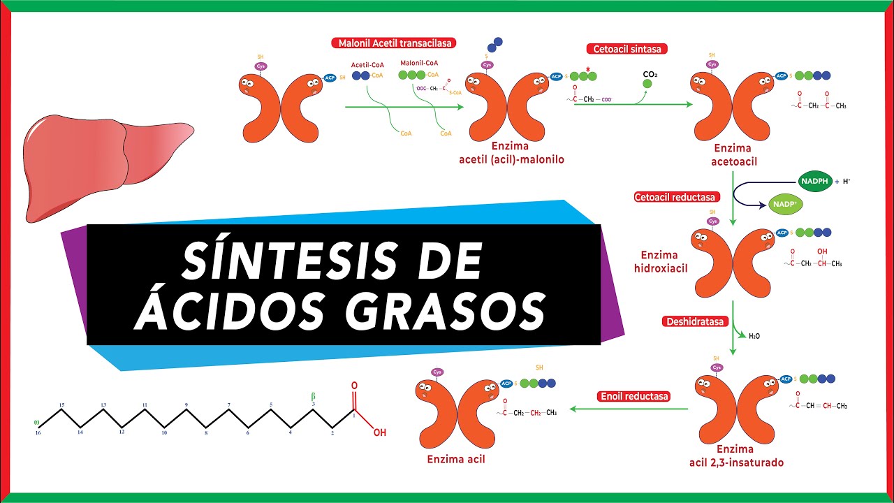 sintesis de acidos grasos bioquimica