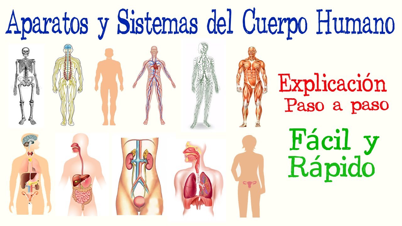 sistemas mas importantes del cuerpo humano