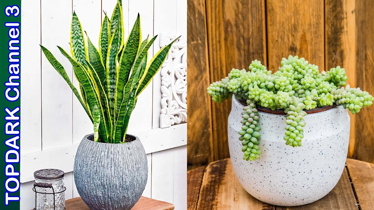 suculentas para interior con poca luz