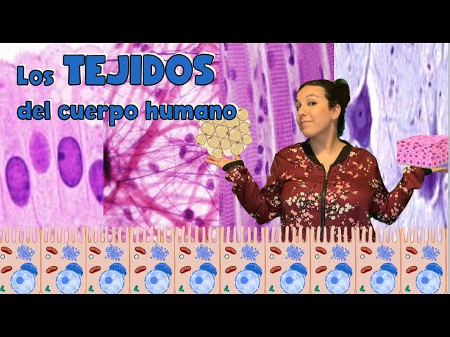tejidos del cuerpo humano epitelial. conectivo. muscular. nervioso