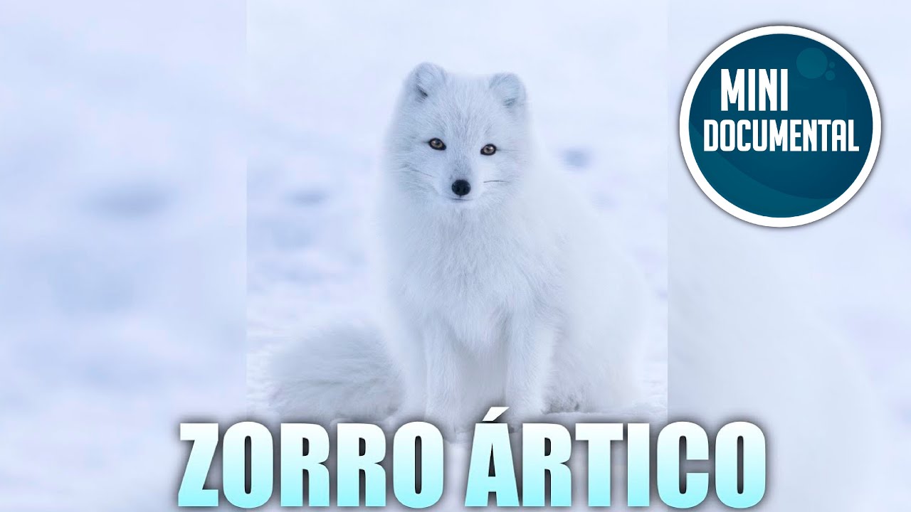 tipo de reproduccion del zorro artico