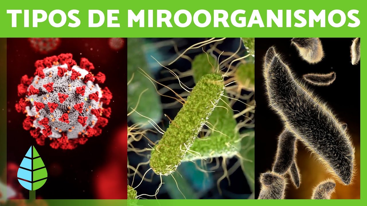 tipos de microorganismos que predominan en el suelo