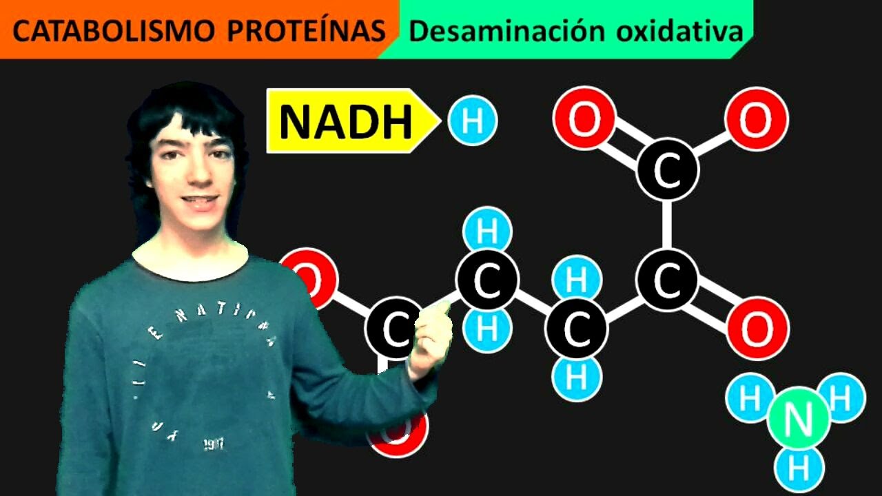 transaminacion y desaminacion de proteinas