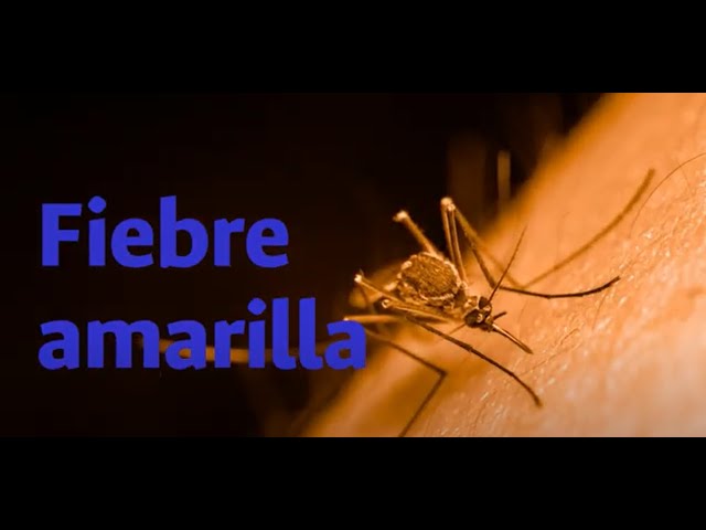 virus dela fiebre amarilla estructura