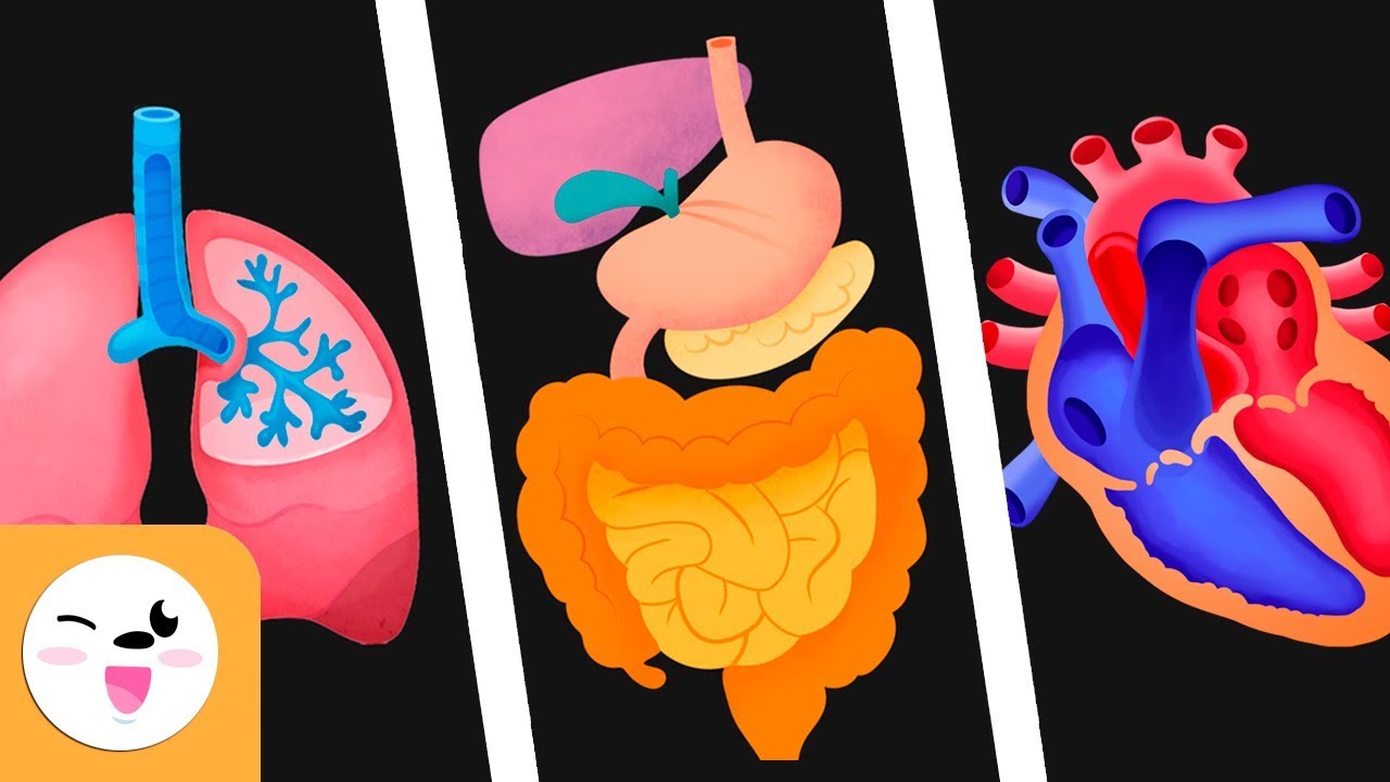 actividades de los sistemas del cuerpo humano