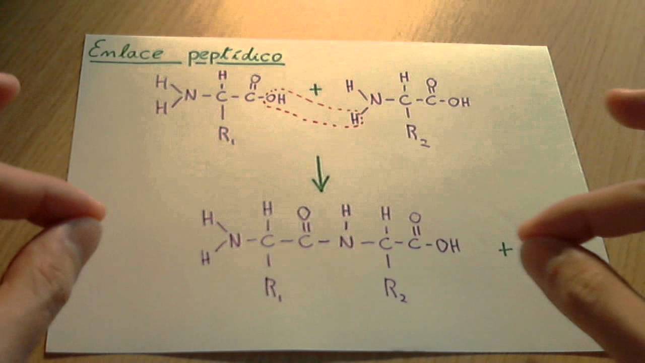 aminoacidos unidos por enlaces peptidicos