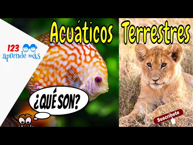 animales acuaticos y terrestres actividades