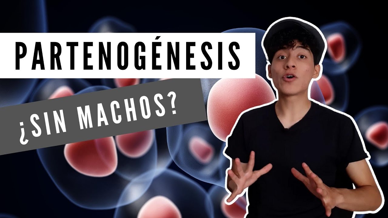 animales que se reproducen por partenogénesis