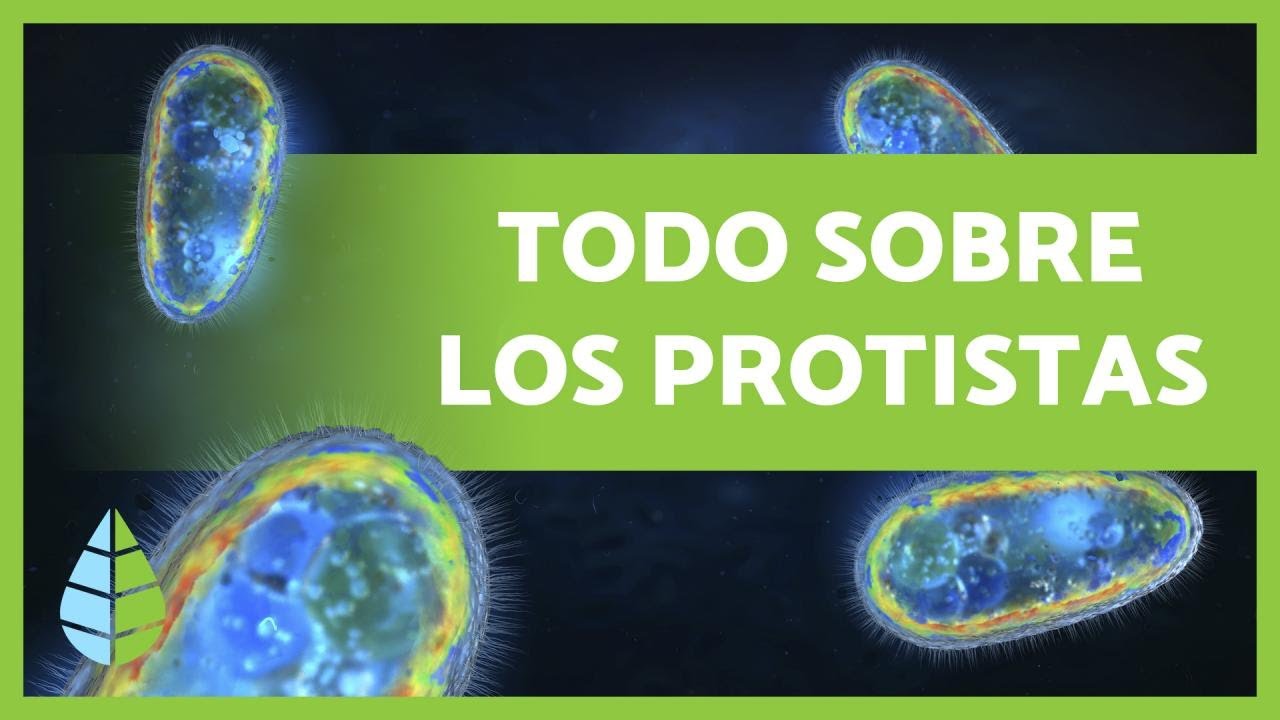 caracteristicas de las celulas protistas