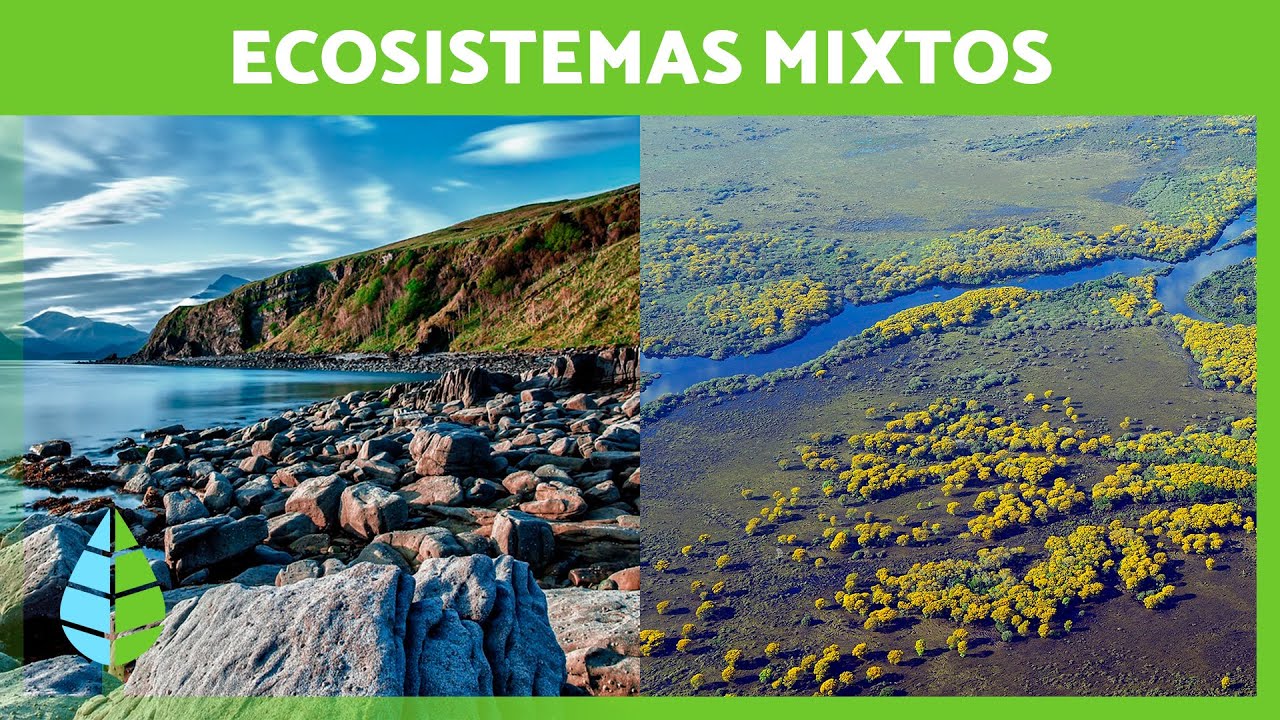 características de los ecosistemas mixtos