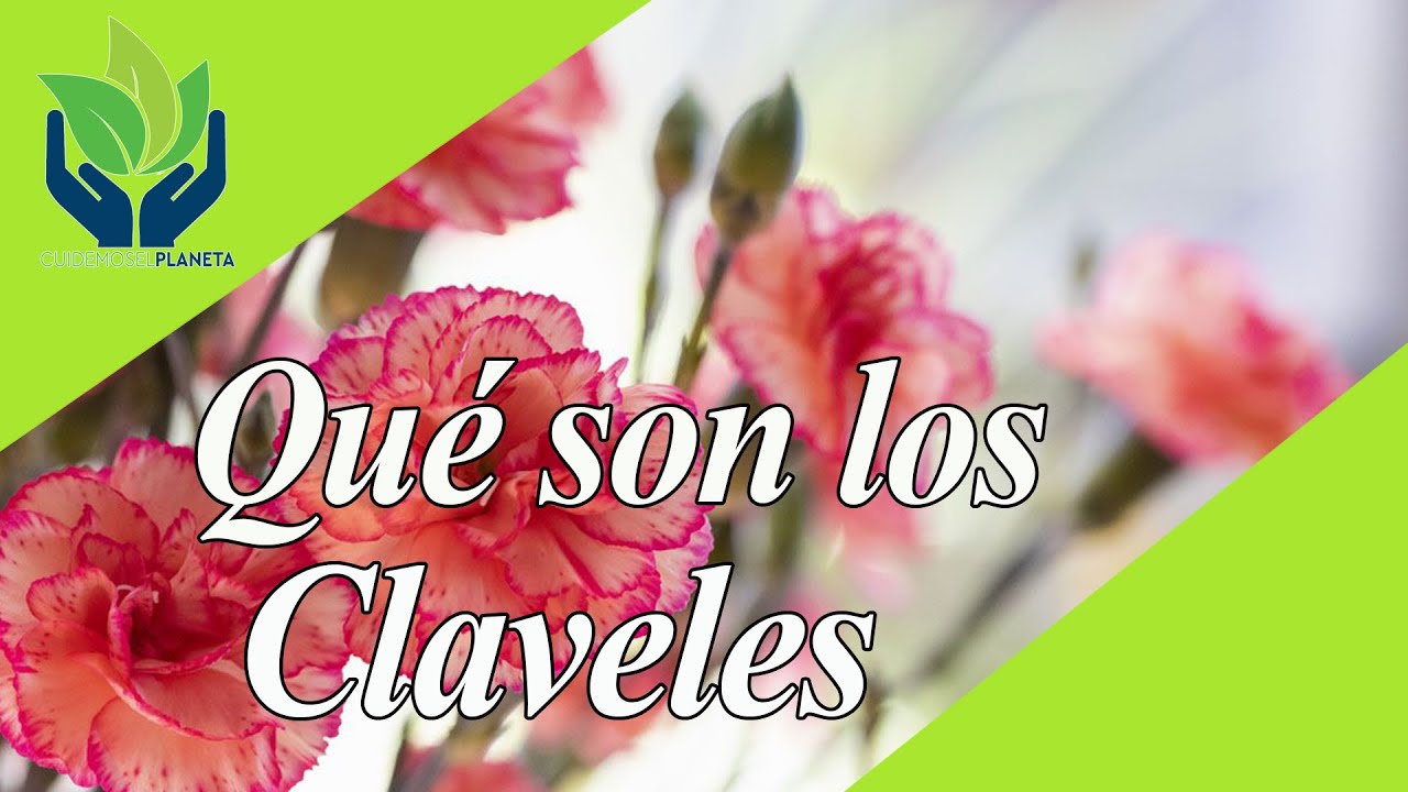 caracteristicas del clavel para niños