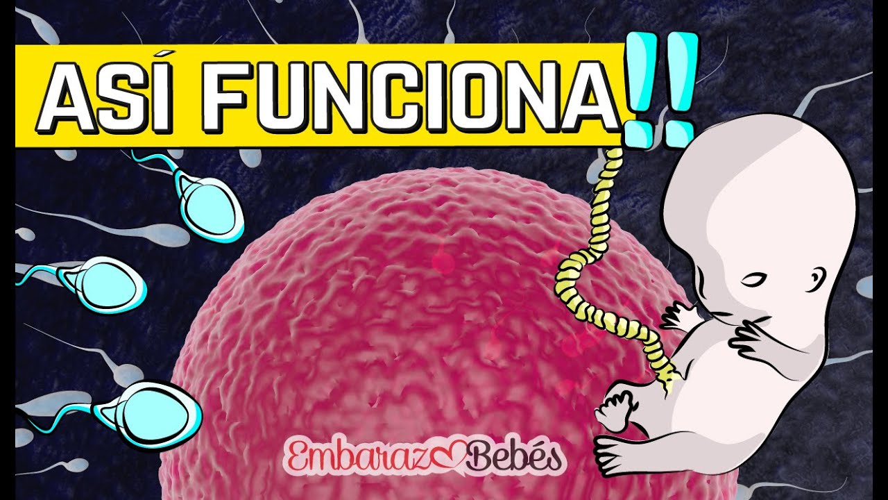 ciencia que estudia los procesos del desarrollo a partir de la fecundacion