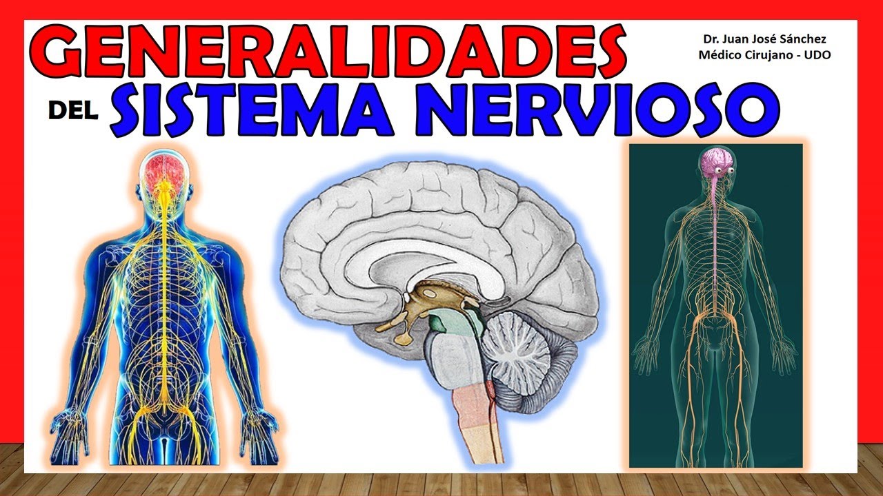 clasificacion anatomica del sistema nervioso