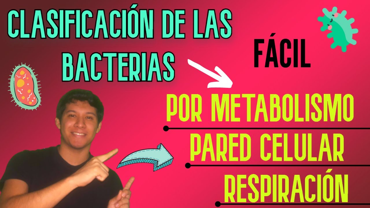 clasificación de las bacterias según su respiración
