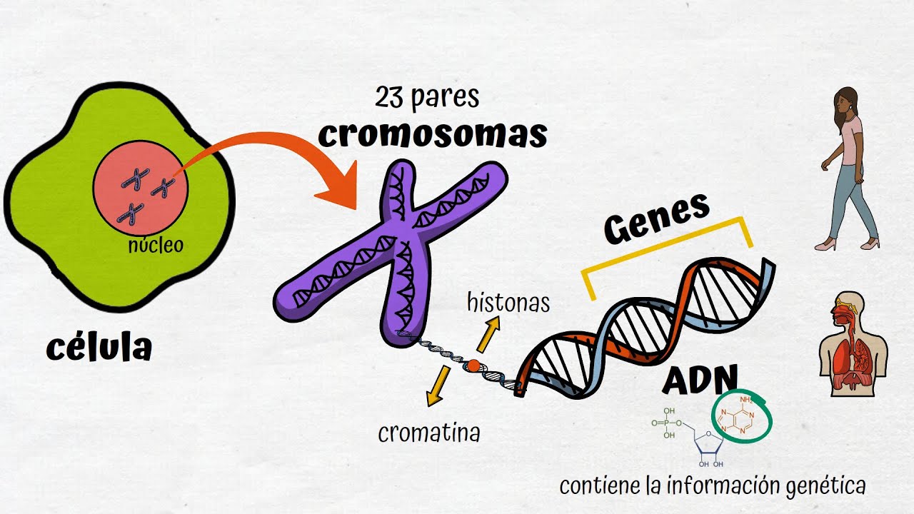 como estan compuestos los cromosomas