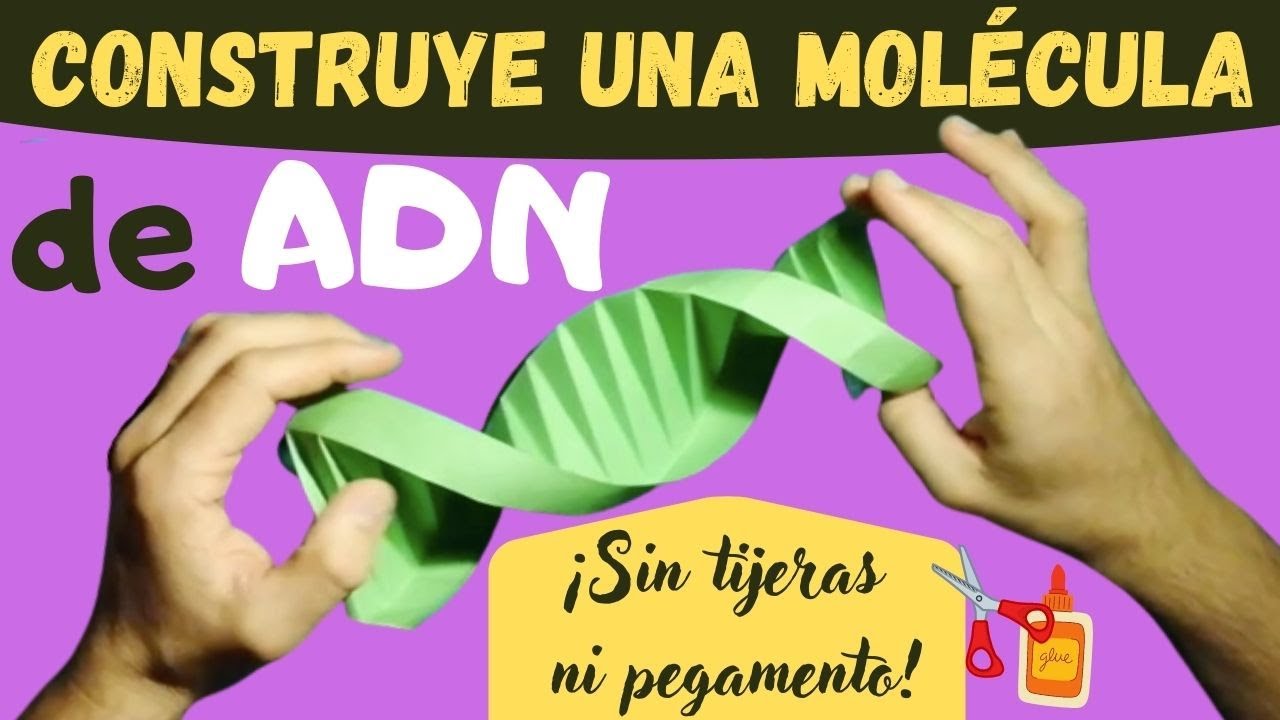 como hacer una molecula de adn en casa