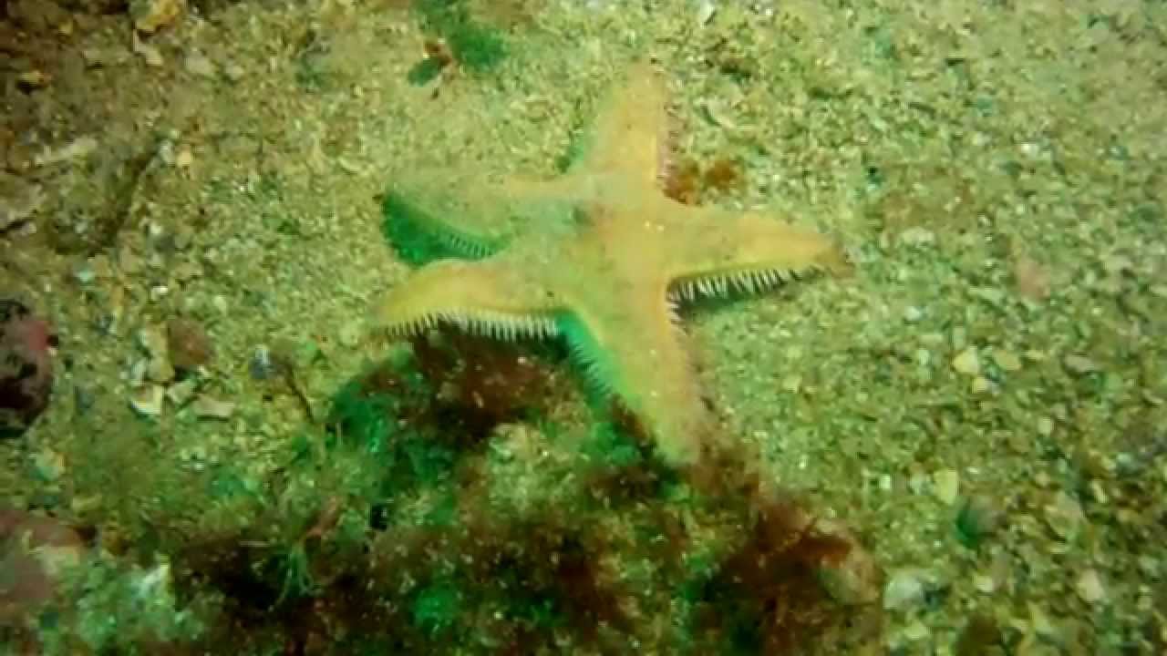 cómo se desplazan las estrellas de mar
