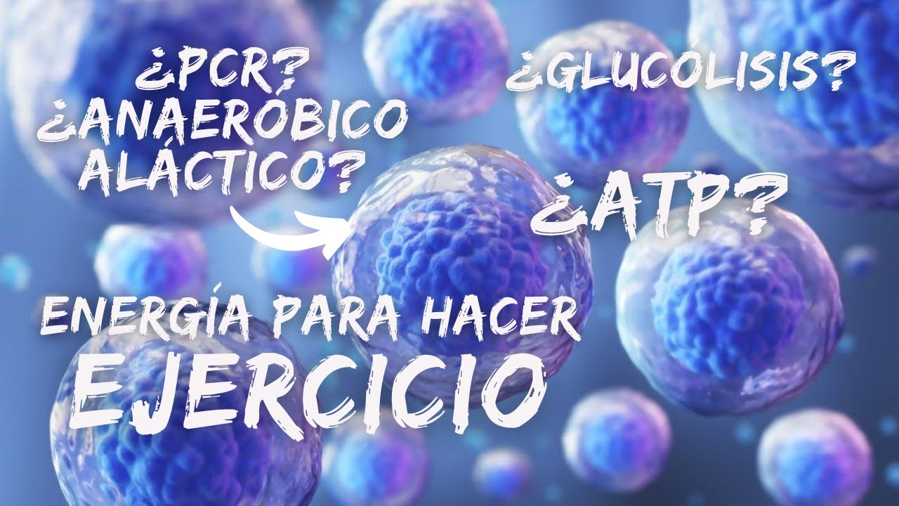 cómo se obtiene la energía del cuerpo
