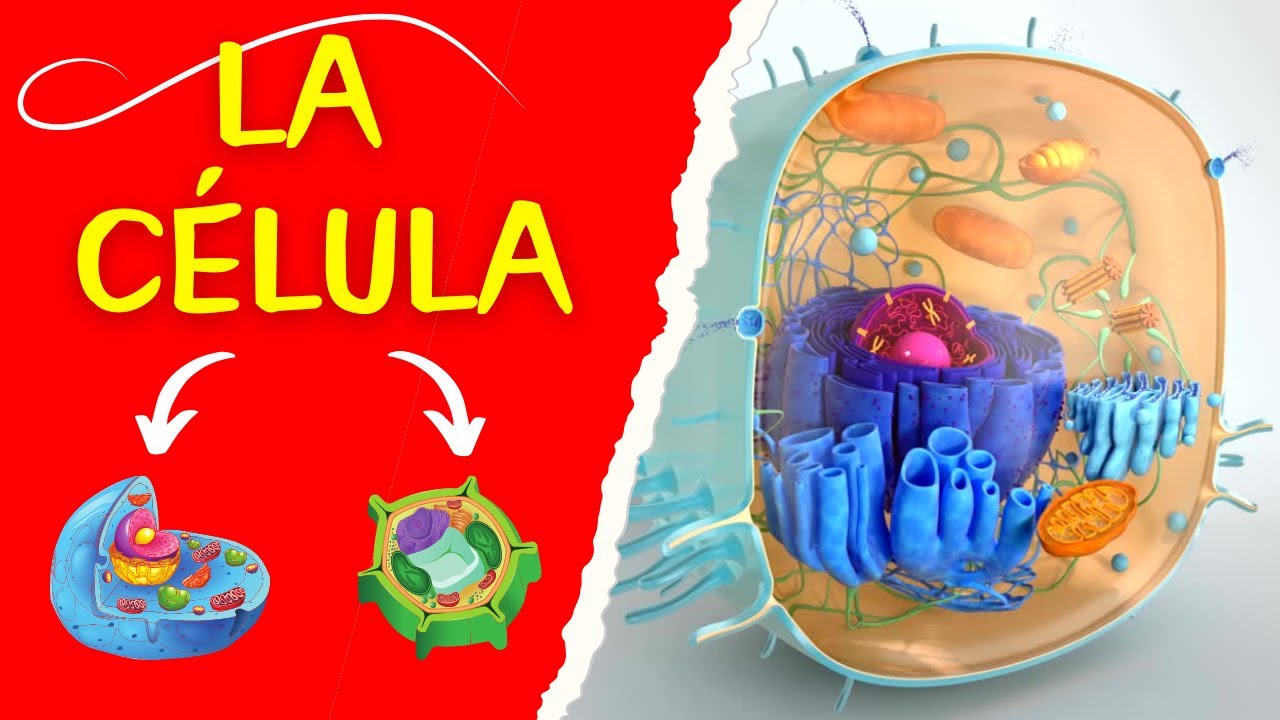compone la unidad fundamental de la vida