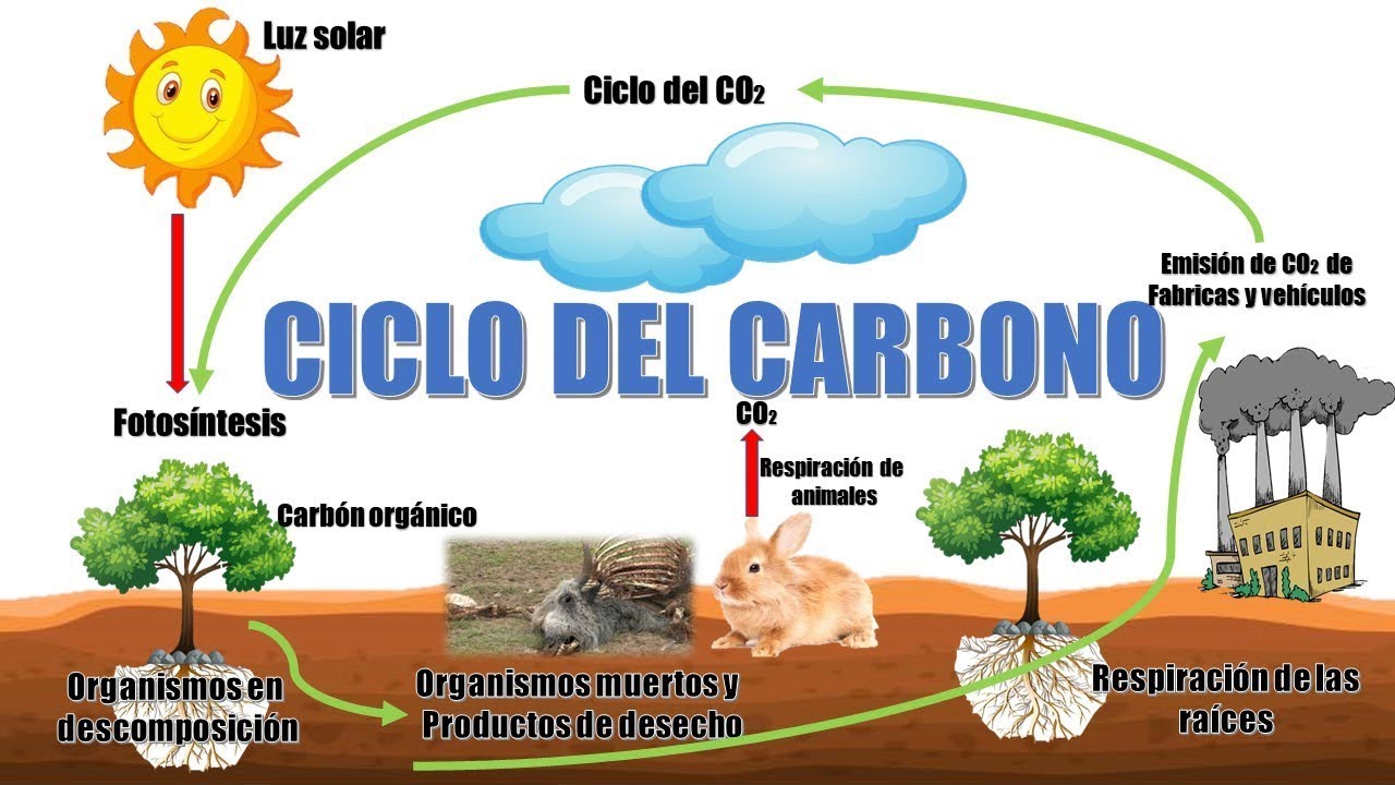consecuencias del ciclo del carbono