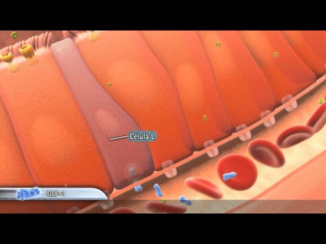 conversión de las proteínas musculares en moléculas de glucosa