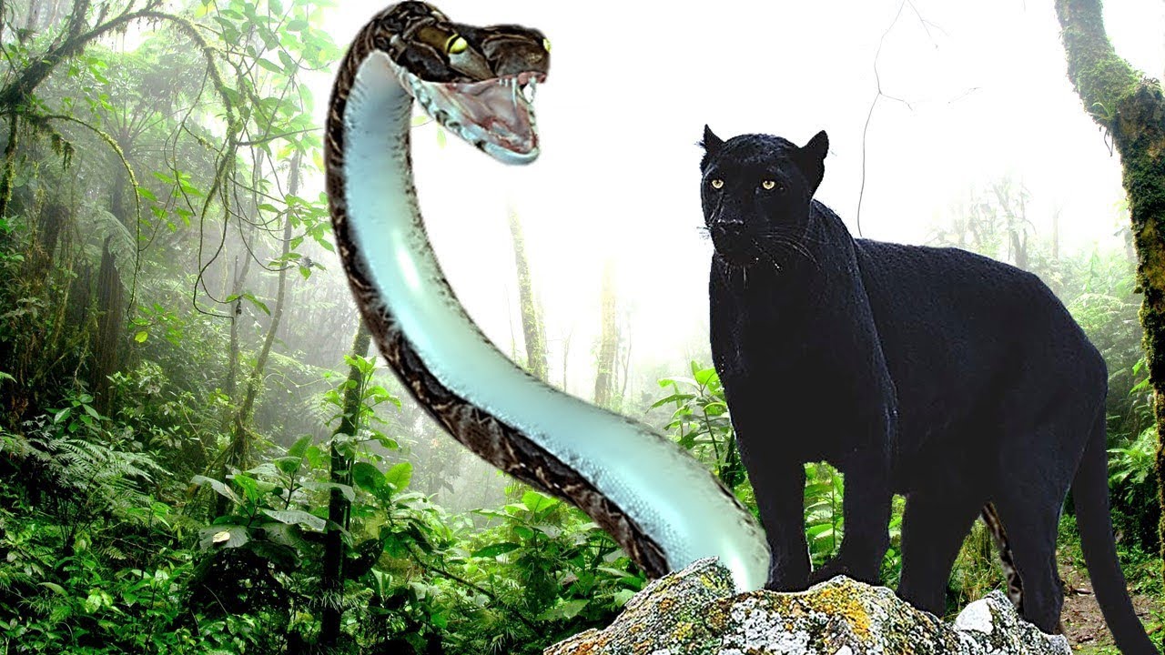 cuál es el animal más fuerte de la selva