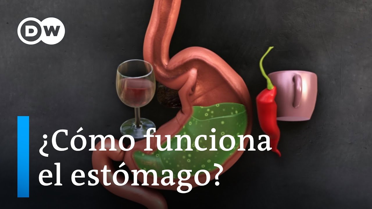 cual es la función del estómago en el sistema digestivo