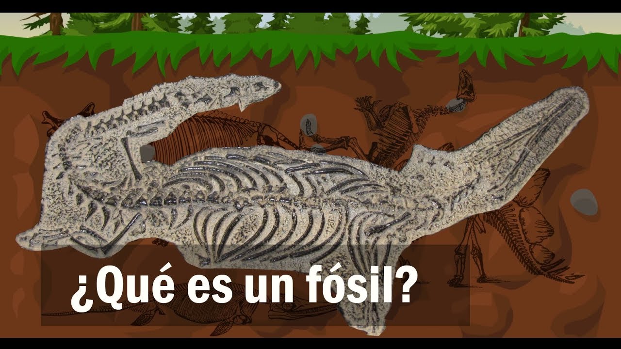 cual es la importancia de un fosil