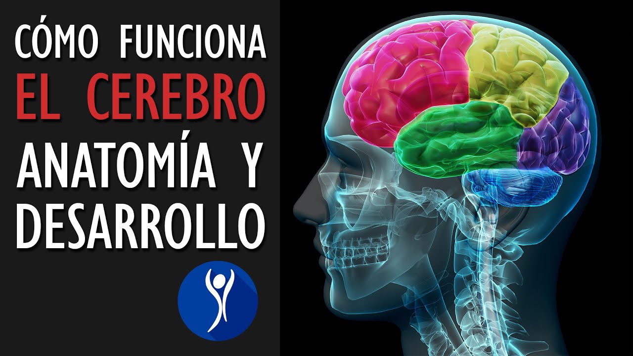 cuales son las estructuras que conforman el cerebro humano