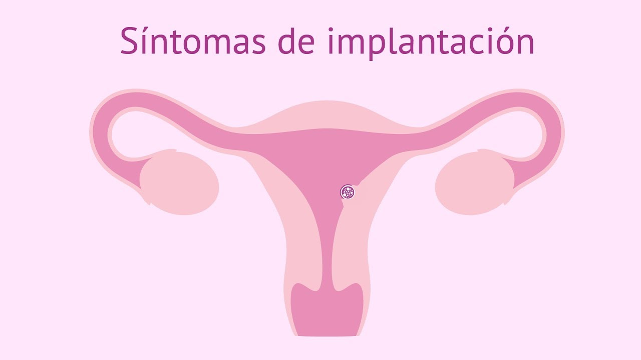 cuanto dura el desarrollo embrionario
