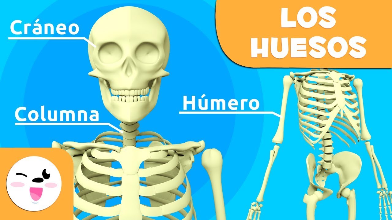 cuerpo humano animado sin sus partes
