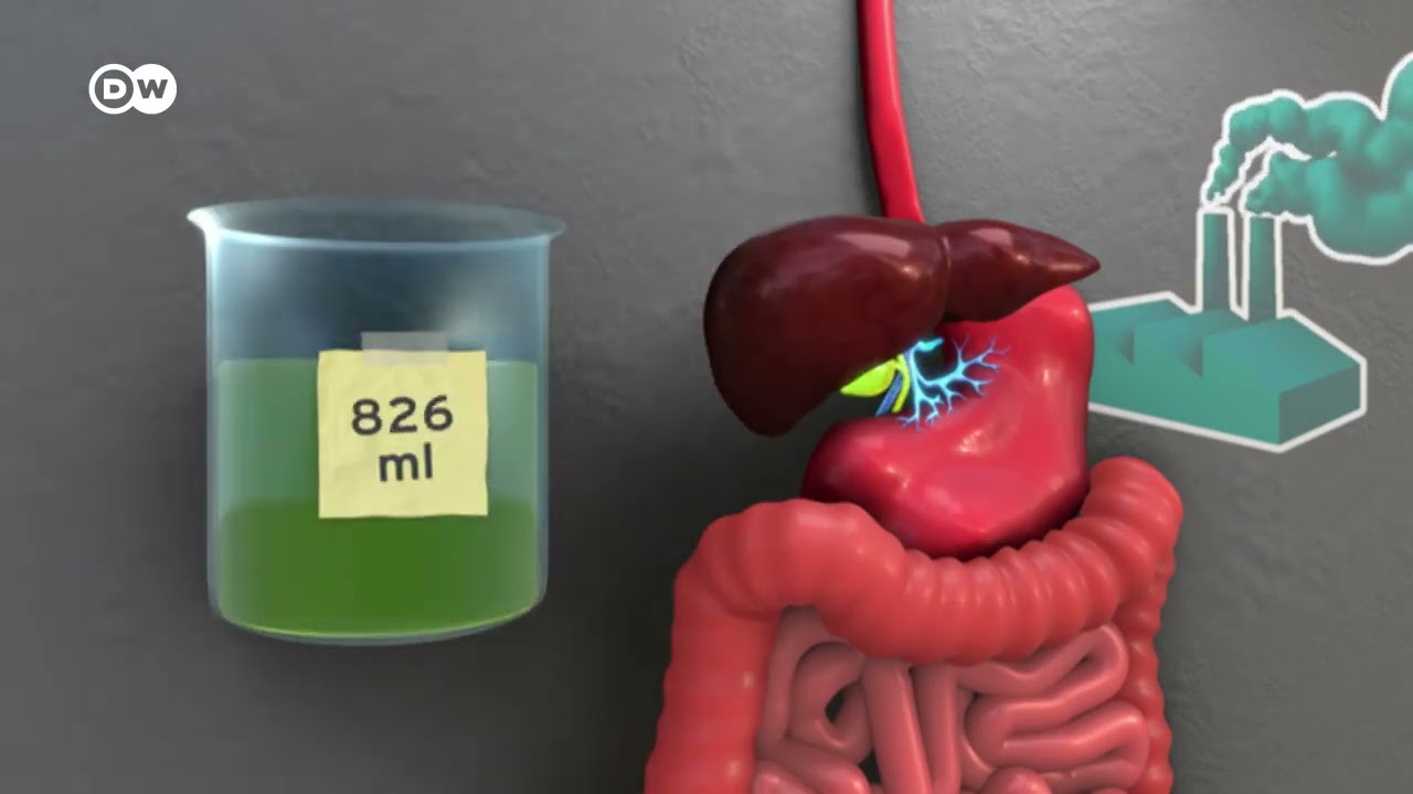 de qué lado está el hígado en el cuerpo humano