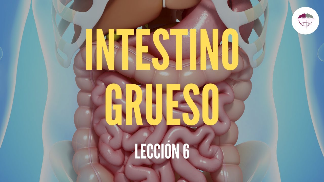 de que lado tenemos el intestino grueso
