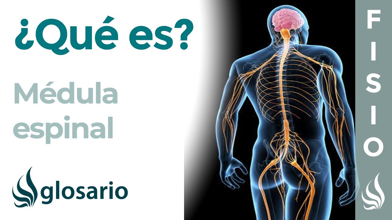 de que se encarga la medula espinal