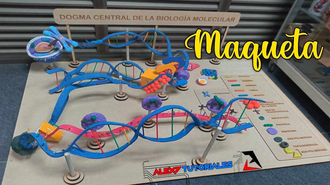 dogma central de la biologia molecular maqueta