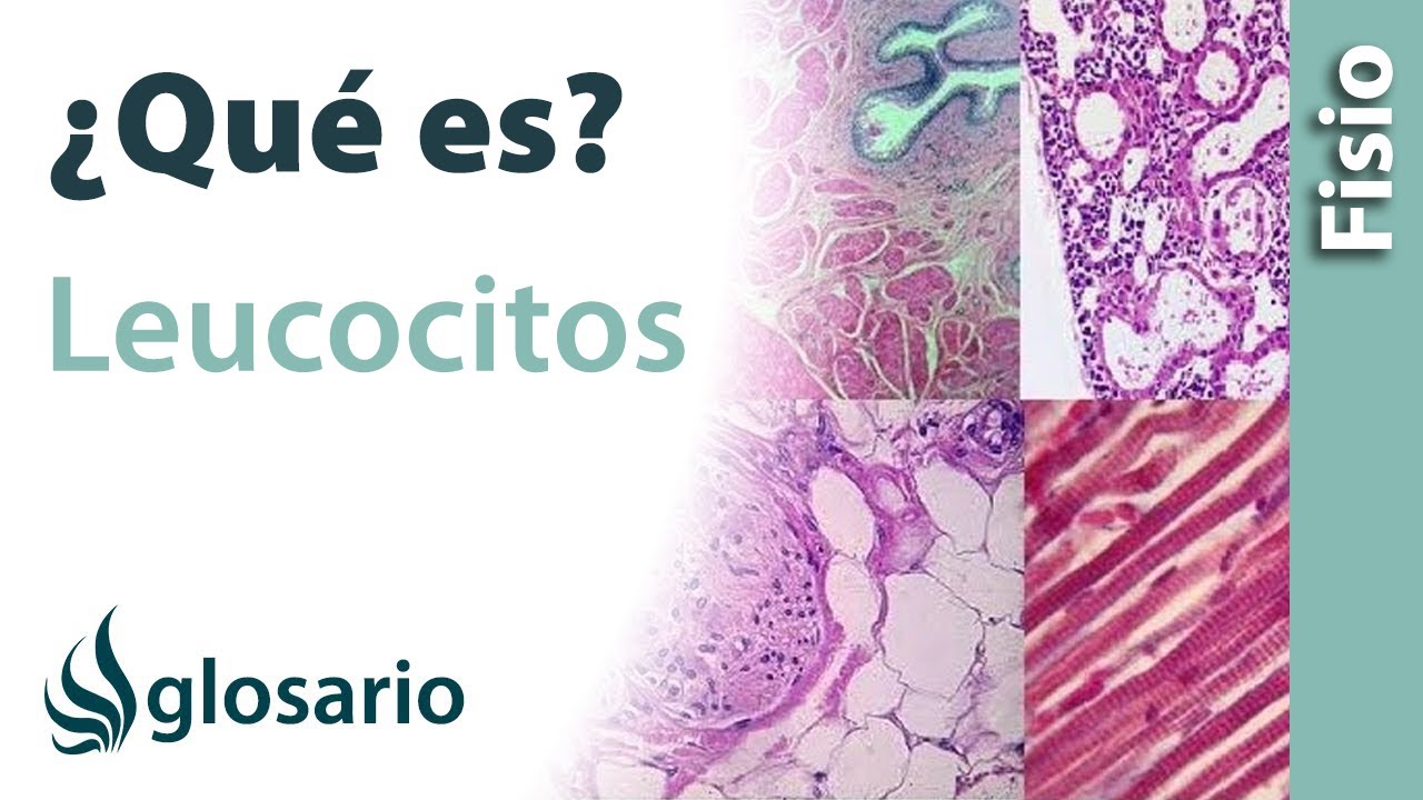 dónde se encuentran los leucocitos