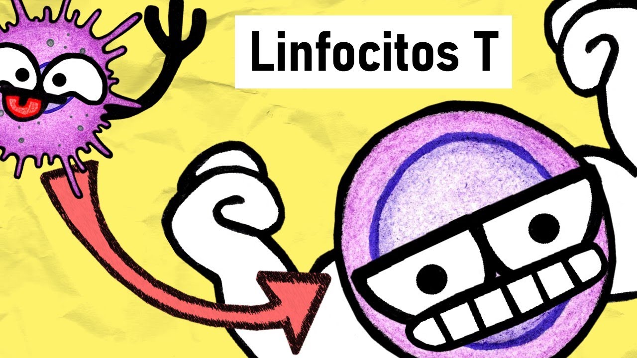 donde se producen los linfocitos t