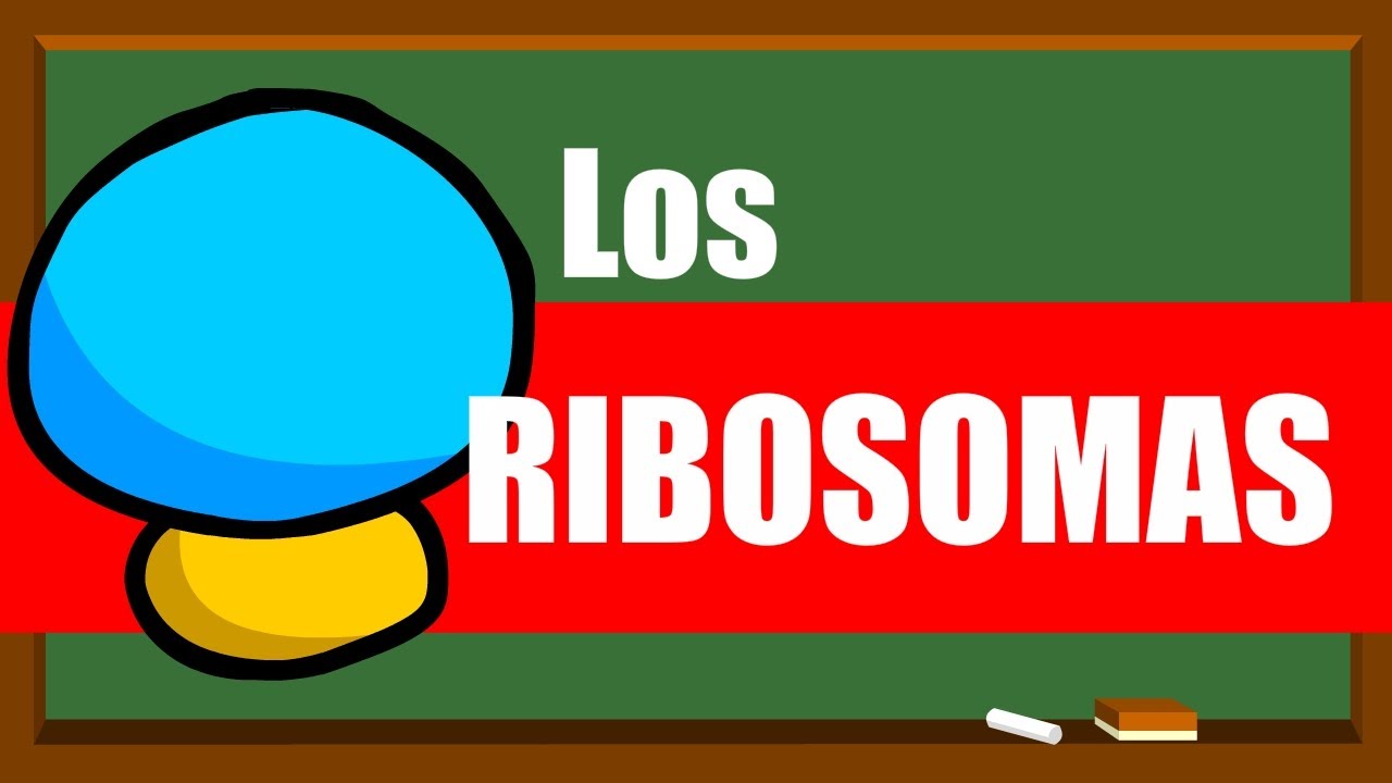 en donde se localizan los ribosomas
