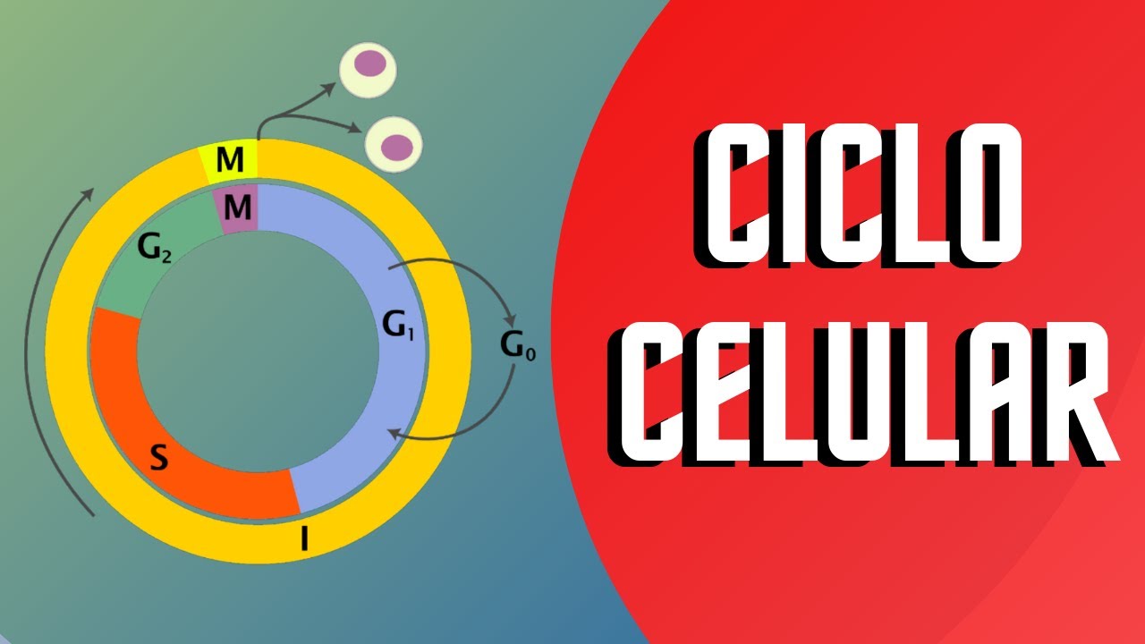 es la etapa del ciclo celular con mayor duración en donde el adn se duplica.