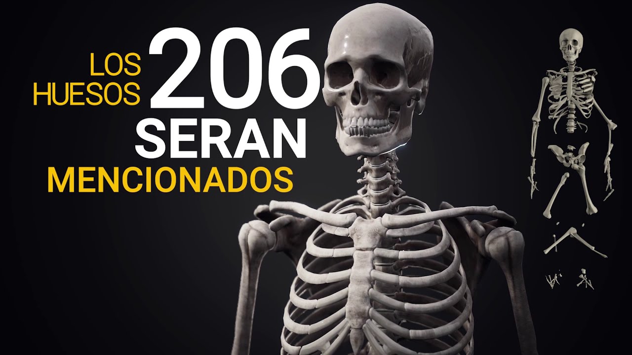 esqueleto humano sin nombres para ejercicio