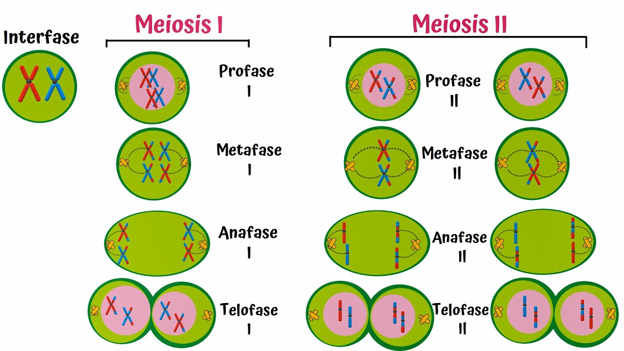 esta división por meiosis que genera células especializadas para la reproducción.