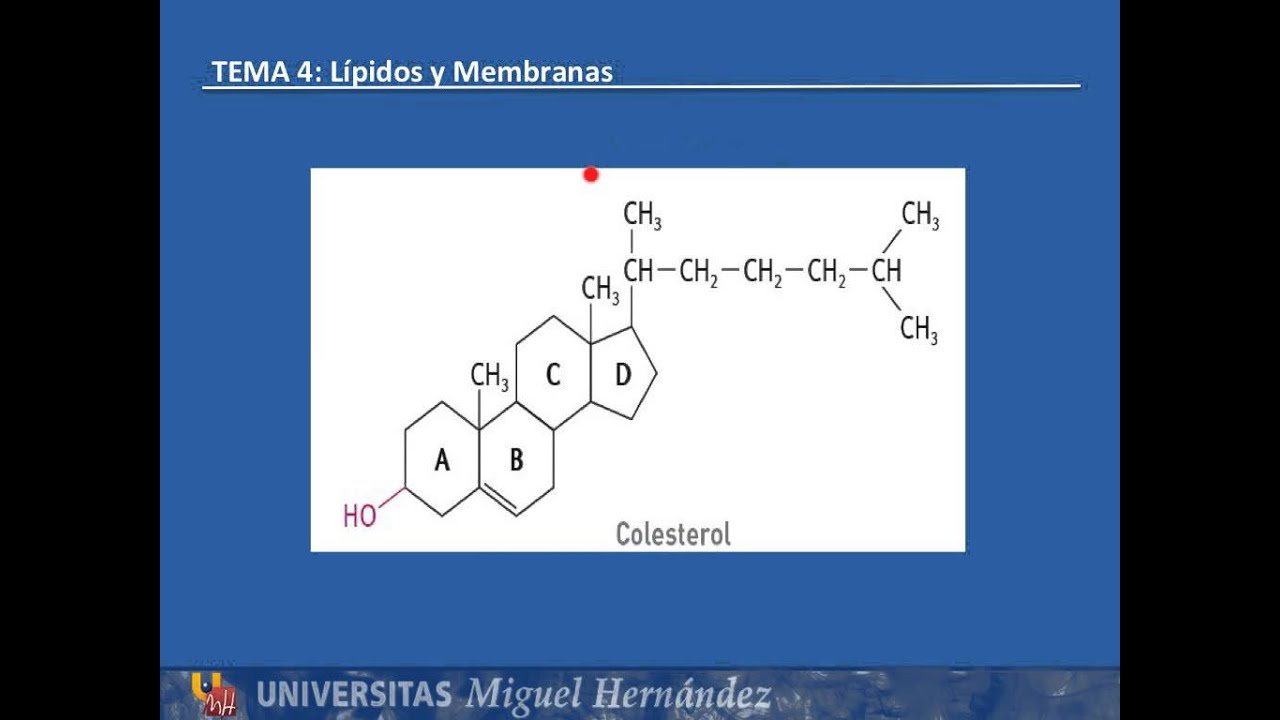 estructura quimica de los esteroides