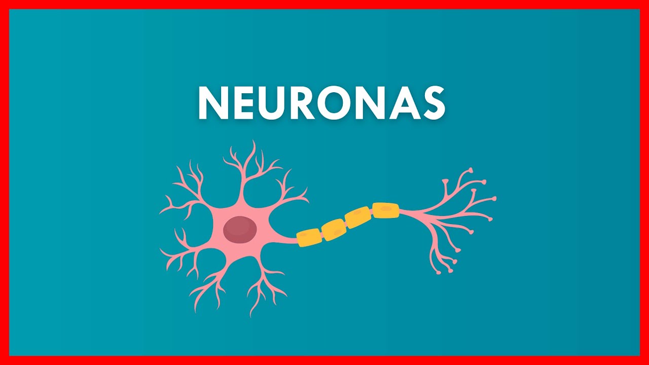 estructura y funcion de la neurona y el proceso sinaptico