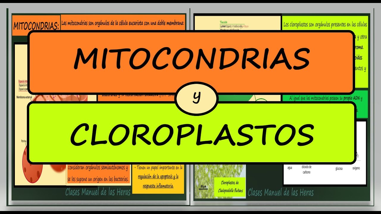 estructuras relacionadas con procesos energeticos mitocondrias y cloroplastos