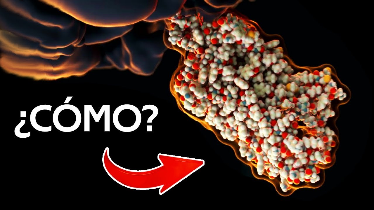 fabrican las proteínas de la célula