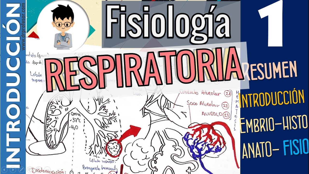 fisiologia del aparato respiratorio humano