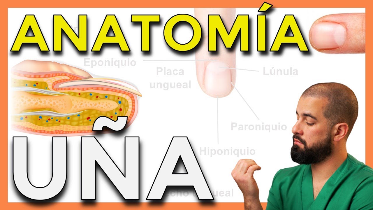 funcion de las uñas en el sistema tegumentario